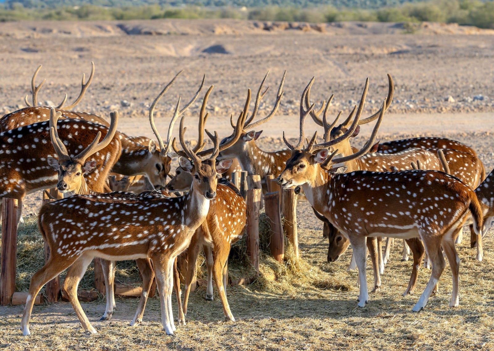Corbett Luxury Jungle Special